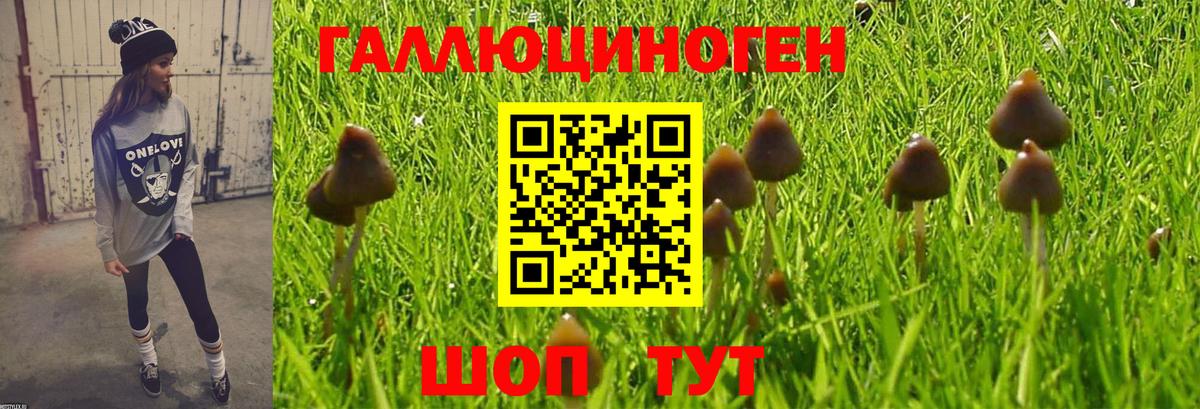 Галлюциногенные грибы мицелий  Псилоцибиновые грибы Psilocybe  Лениногорск  Вход с VPN 